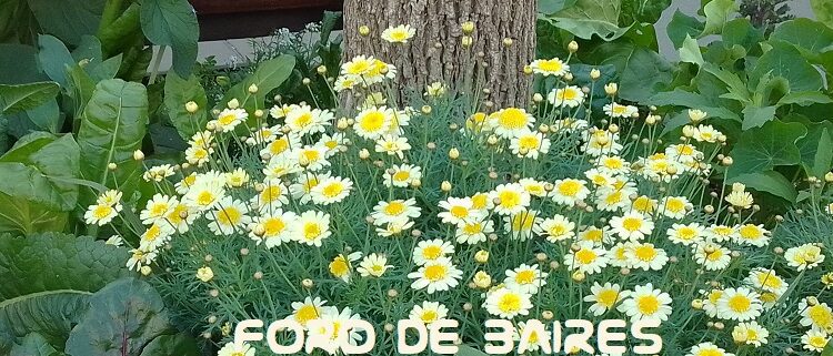 La Plazoleta «Luna de Enfrente» da la bienvenida a la primavera y suma nuevos brotes de menta y flores multicolores