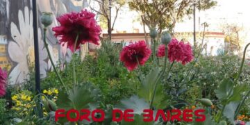 La Plazoleta «Luna de Enfrente» saluda a la Primavera a través de su jardín florido