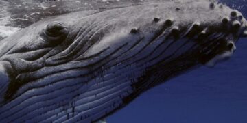 Ganadores y balance de la 7ª edición del Patagonia Eco Film Fest