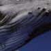 Ganadores y balance de la 7ª edición del Patagonia Eco Film Fest