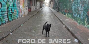 ¿Por qué los perros se escapan?