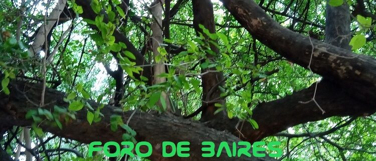 Los cambios ambientales y sociales aumentaron los casos de dengue en la región