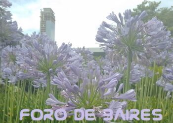 Dónde crecen los agapantos y cuáles son sus características