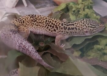 Tenía un zoológico en un departamento en Boedo: rescatan once perros, víboras, lagartos, peces y erizos