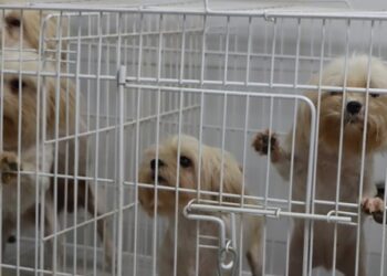 Rescatan en Belgrano a 17 perros de un criadero ilegal y detienen a su responsable
