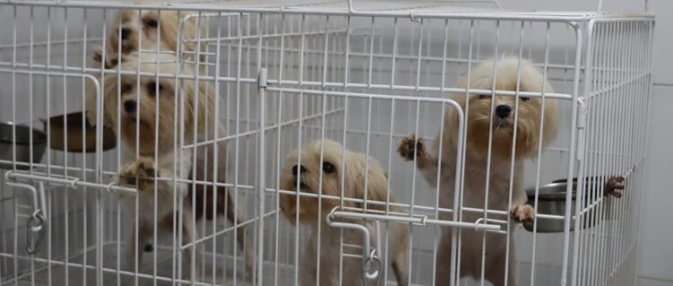 Rescatan en Belgrano a 17 perros de un criadero ilegal y detienen a su responsable