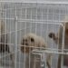 Rescatan en Belgrano a 17 perros de un criadero ilegal y detienen a su responsable