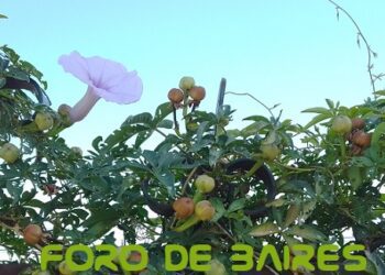 «Gloria de la mañana» es la flor que nace al día y muere de noche