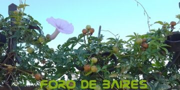«Gloria de la mañana» es la flor que nace al día y muere de noche
