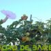 «Gloria de la mañana» es la flor que nace al día y muere de noche