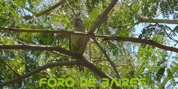 Una bandada de loros barranqueros sobrevuela los Parques y Plazas de Palermo