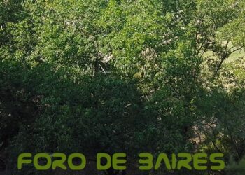 Los bosques son la solución natural frente al cambio climático
