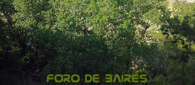 Los bosques son la solución natural frente al cambio climático