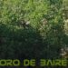 Los bosques son la solución natural frente al cambio climático