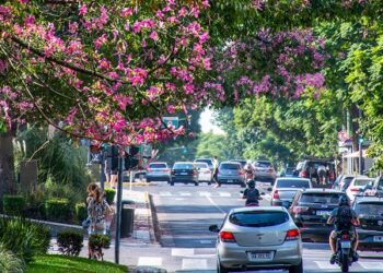 Más de 5.000 ejemplares de «Palos borrachos» llenan de color los espacios verdes y avenidas porteñas
