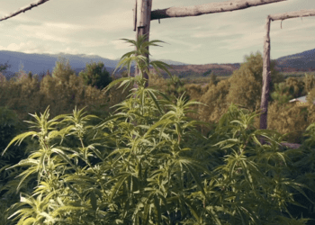 «Cannabis medicinal», un documental de Sara Silvia Kochen y Emiliano Serra