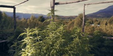 «Cannabis medicinal», un documental de Sara Silvia Kochen y Emiliano Serra