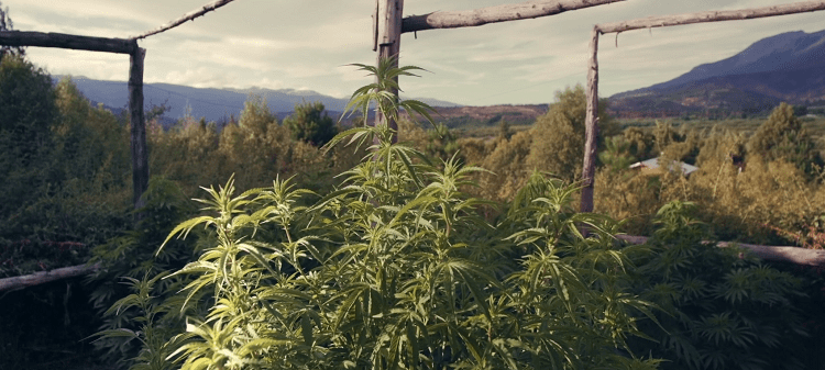 «Cannabis medicinal», un documental de Sara Silvia Kochen y Emiliano Serra