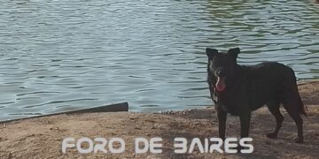 La Ciudad festeja el Día del animal y ofrece numerosos servicios para disfrutarlo con ellos