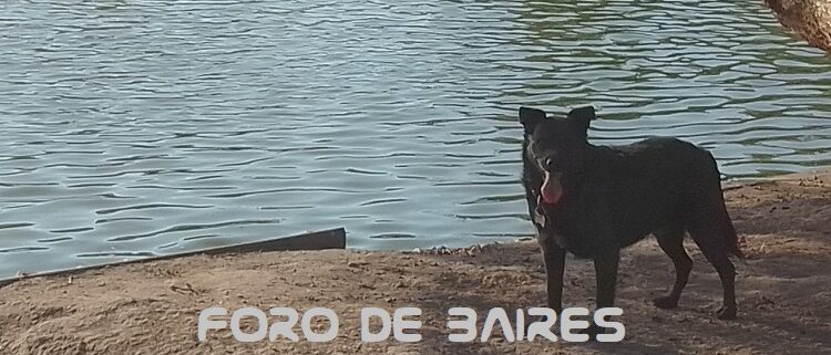 La Ciudad festeja el Día del animal y ofrece numerosos servicios para disfrutarlo con ellos
