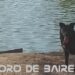 La Ciudad festeja el Día del animal y ofrece numerosos servicios para disfrutarlo con ellos