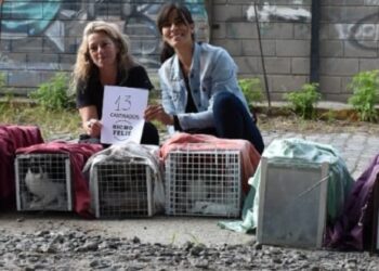Operativo castración de gatitos: «No todo está perdido en la vida, cuando existe el amor»