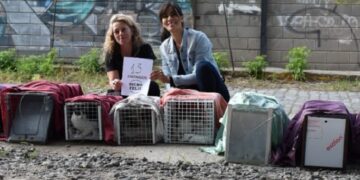Operativo castración de gatitos: «No todo está perdido en la vida, cuando existe el amor»