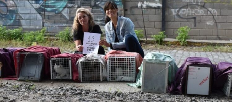 Operativo castración de gatitos: «No todo está perdido en la vida, cuando existe el amor»