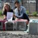 Operativo castración de gatitos: «No todo está perdido en la vida, cuando existe el amor»
