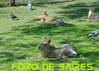 El Ecoparque porteño abre gratis al público y muestra nuevos espacios para vivirlos a pleno
