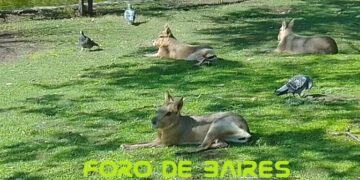 El Ecoparque porteño abre gratis al público y muestra nuevos espacios para vivirlos a pleno