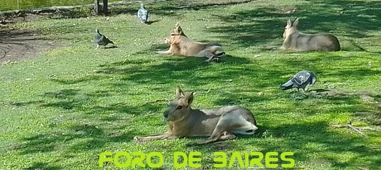 El Ecoparque porteño abre gratis al público y muestra nuevos espacios para vivirlos a pleno