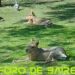 El Ecoparque porteño abre gratis al público y muestra nuevos espacios para vivirlos a pleno
