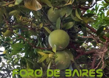 Huerta urbana: ocho claves para producir alimentos todo el año