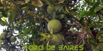 Huerta urbana: ocho claves para producir alimentos todo el año