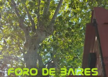 El polen de los plátanos y la alergia en la Ciudad