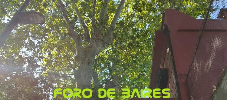 El polen de los plátanos y la alergia en la Ciudad