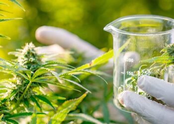 El uso de cannabis medicinal con ciertas características puede admitirse para pacientes cardiológicos
