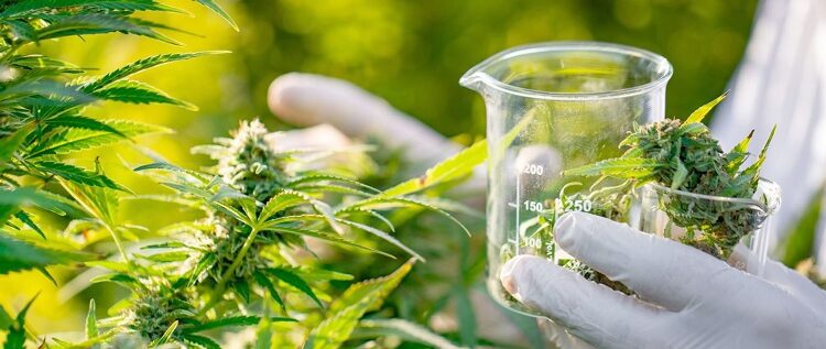 El uso de cannabis medicinal con ciertas características puede admitirse para pacientes cardiológicos