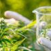 El uso de cannabis medicinal con ciertas características puede admitirse para pacientes cardiológicos