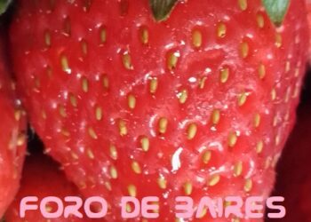 Del productor al consumidor, los precios de los agroalimentos se multiplicaron por 3,7 veces en septiembre