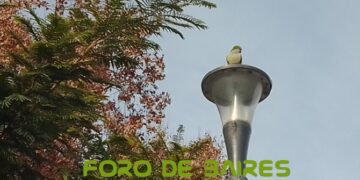 Soñé que un loro me picaba la mano