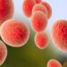 Streptococcus pyogenes: una bacteria peligrosa