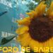 La Plazoleta «Luna de Enfrente» prepara su jardín para el verano 2024