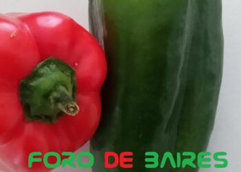 ¿Por qué los pimientos morrones son de diferentes colores?