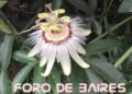 Las flores comestibles que podés ingerir en ensaladas