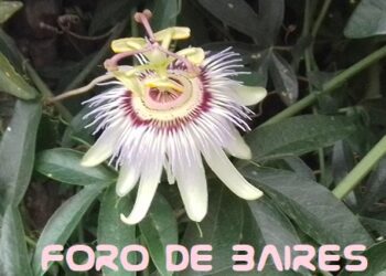 Las flores comestibles que podés ingerir en ensaladas