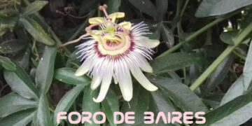 Las flores comestibles que podés ingerir en ensaladas