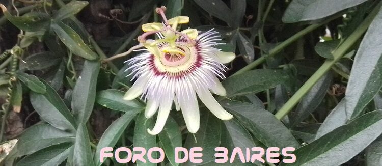 Las flores comestibles que podés ingerir en ensaladas