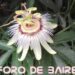 Las flores comestibles que podés ingerir en ensaladas